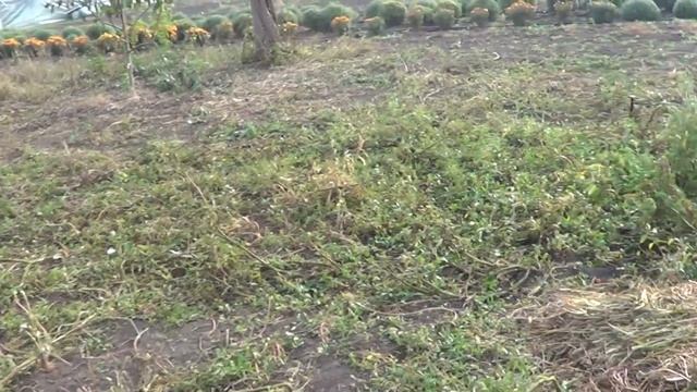 ЕСЛИ БЫ Я ЗНАЛ / ПРИЙДЁТСЯ НОВЫЙ ПОКУПАТЬ / ПРЕОБРОЖАЕМ ФАСАД / КАКУЮ СВАРКУ ВЫБРАТЬ ДЛЯ ДОМА смотреть онлайн