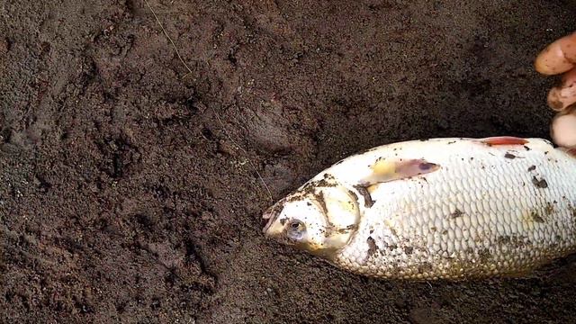 Закидушки на ночь. Чумыш удивил и порадовал. смотреть онлайн