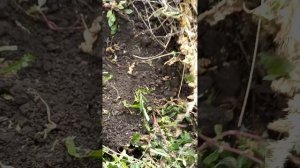 Окончание копки, картофель сорт Уника. 30.09.2023г