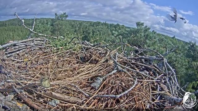 Zivju ērgļi _little birds fighting in ospreys nest. 01.08.2021. смотреть онлайн