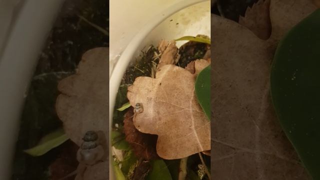 Ахатина альбопикта смотреть онлайн