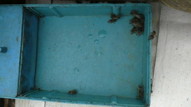 Пчел весной подкармливаю водой смотреть онлайн