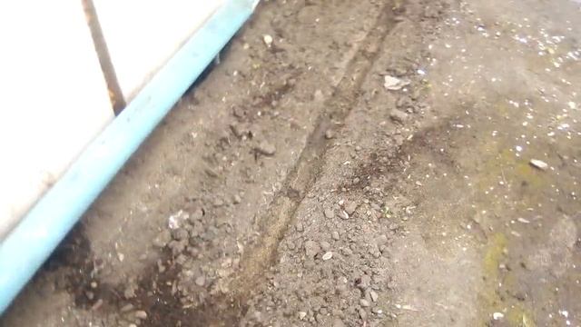 Всходы Огурца 23 Февраля ! смотреть онлайн