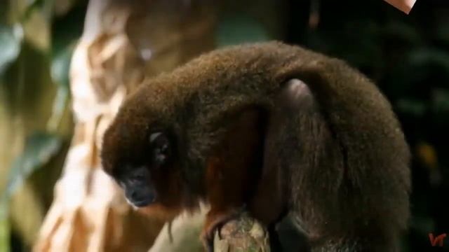 Медный прыгун (лат. Plecturocebus cupreus) смотреть онлайн