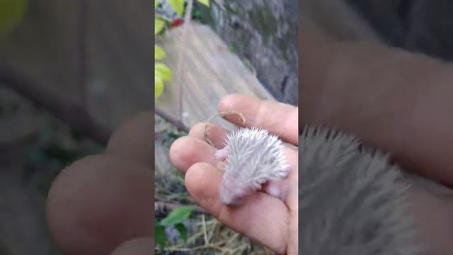 Детеныш ежика смотреть онлайн