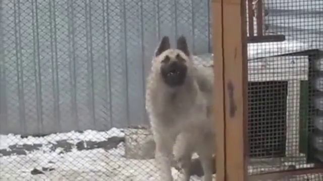 Собака красиво танцует смотреть онлайн