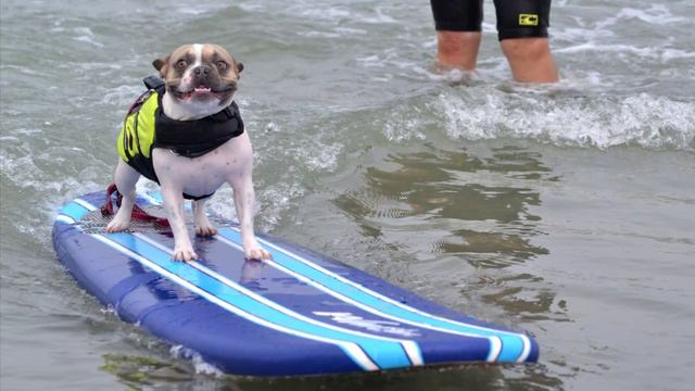 Teach Your Dog To Surf - Surf Dog Lessons in San Diego смотреть онлайн