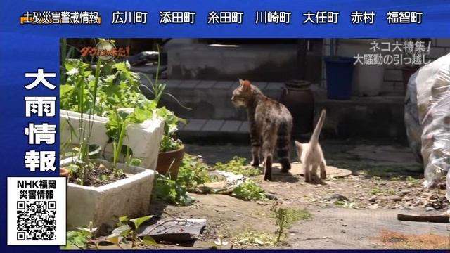 「劇代交の乱波“王女”！集特大コネ」！た来がンィウーダ смотреть онлайн
