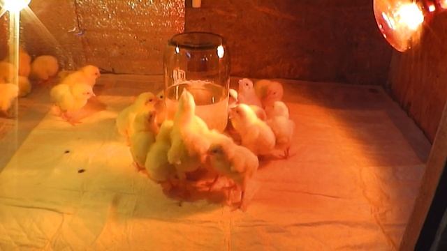 Бройлеры КОББ 500. Цена содержания смотреть онлайн