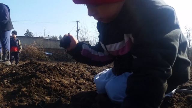 Можно ли садить картошку весело? смотреть онлайн