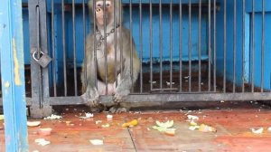 бешеная обезьяна