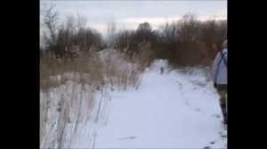 Охота на лису .  Зимняя охота  на лису с Русской гончей.