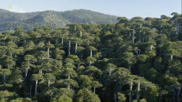 Araucaria Araucana. Nat Geo WILD