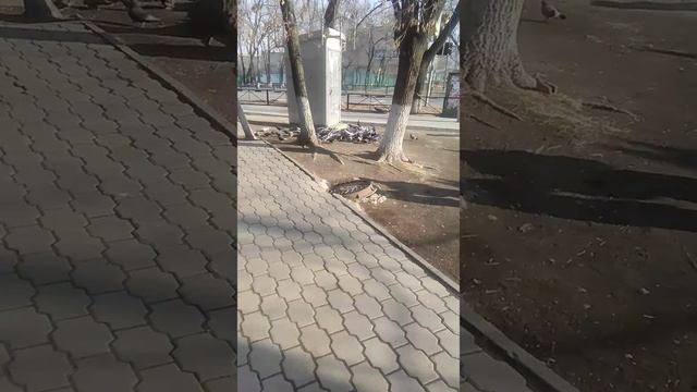 Голуби Убийцы смотреть онлайн