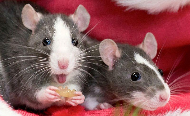 НАШИ РУЧНЫЕ КРЫСЫ ИГРАЕМ С КРЫСАМИ смотреть онлайн