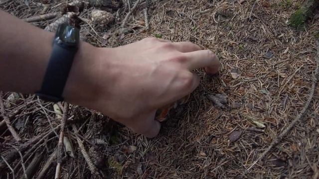 Mushroom Hunting - August 2022 - Boletus edulis | Cep | King bolete | Funghi Porcini | Scarletina смотреть онлайн
