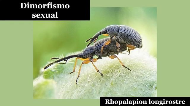 Conoce la familia de gorgojos смотреть онлайн