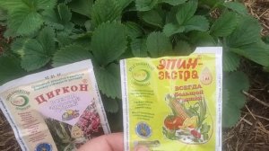 Ремонтантная клубника  - снимаем стресс. Эпин  или  Циркон?  В чем их особенности?