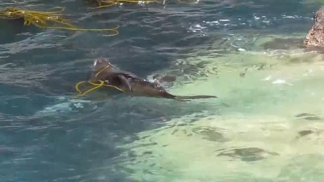 Тюлени Акароа, сидят на камнях и плавают