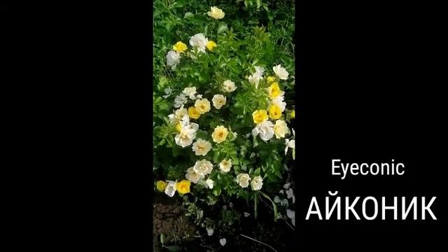 РОЗА. АЙКОНИК. ОСЕННЯЯ ПОСАДКА. ЦВЕТЕНИЕ - ВЕСНА, ЛЕТО, ОСЕНЬ. смотреть онлайн