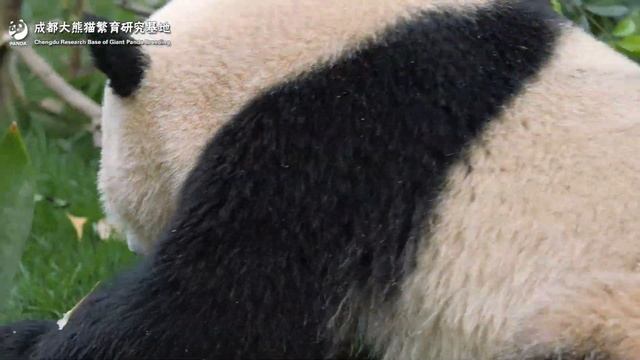 【The Giant Panda You Don't Know】What's It Like To Be A Giant Panda Neighbor? | iPanda смотреть онлайн