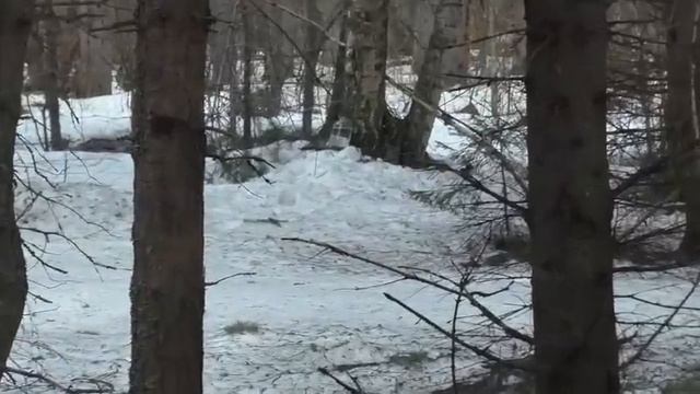 Простой способ добычи берёзового сока! СПРАВИТСЯ ДАЖЕ РЕБЕНОК! смотреть онлайн