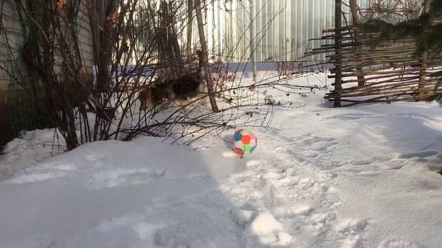 Вельш корги пемброк триколор. Радуемся снегу) смотреть онлайн