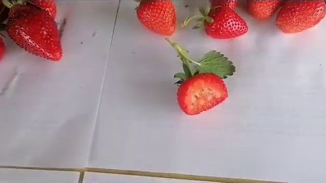 Обзор самых новых сортов клубники 2023. Люция, Джуси, Клодия, Хлоя, Порландо, Опера, Твист. смотреть онлайн