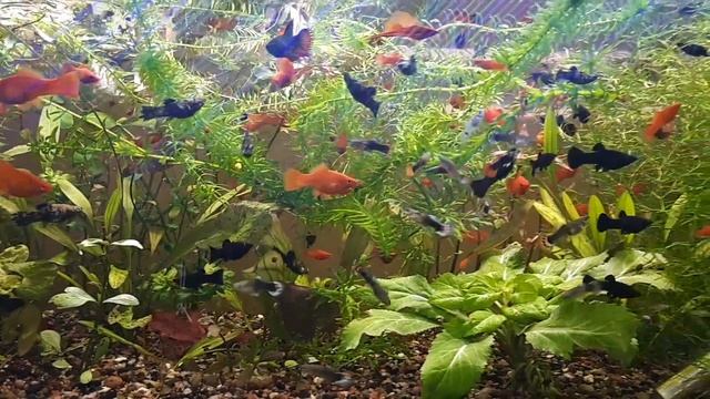 Аквариум с меченосцами и моллинезиями смотреть онлайн