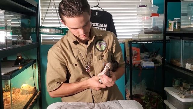 How to Take a Stuck Eye Cap Off a Snake! (Ball Python) смотреть онлайн