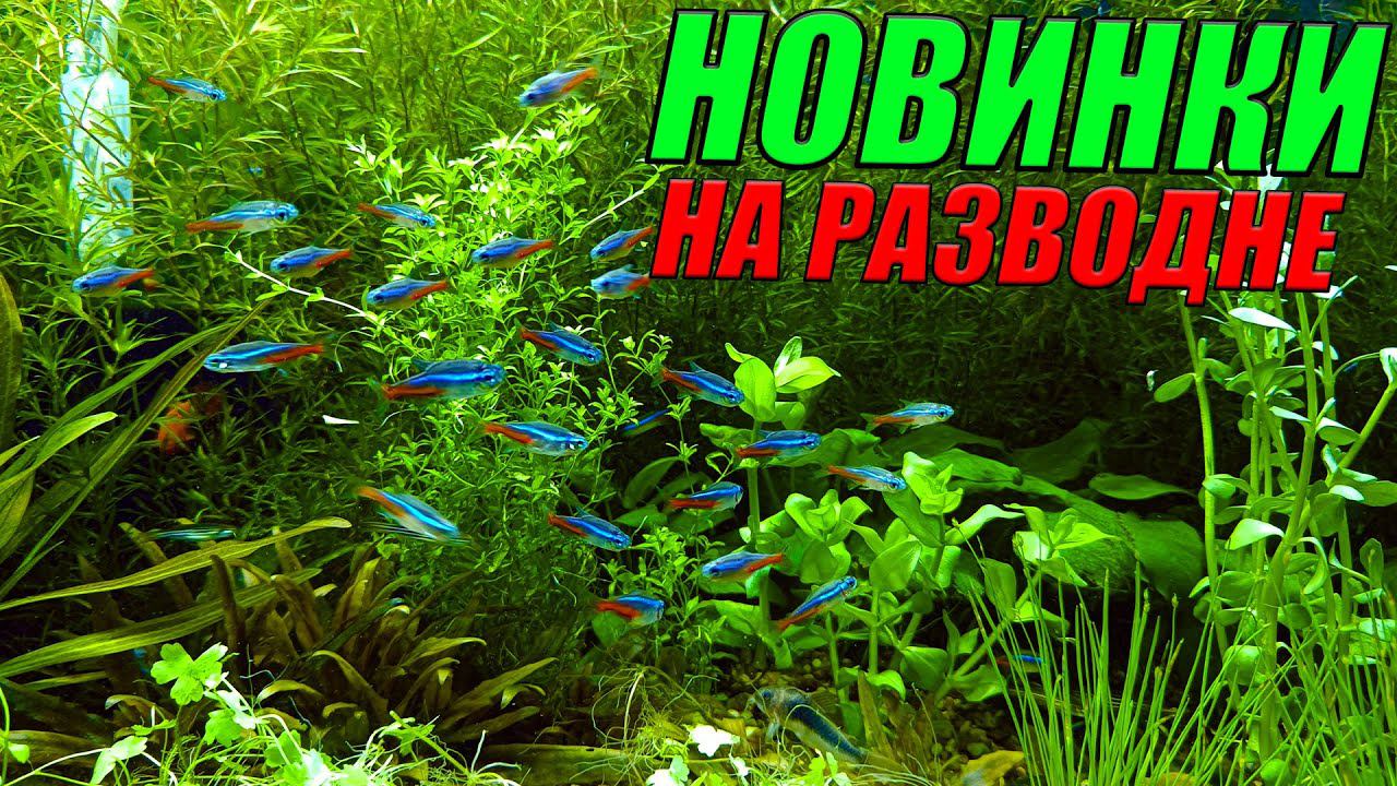 Новинки с птичьего рынка Садовод! [Новые растения, корм и оборудование!] смотреть онлайн