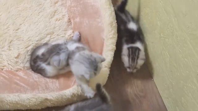 Очаровательные котята успокаивают нервы после рабочего дня смотреть онлайн