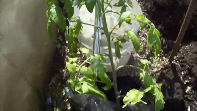 Высадила Томатные деревья в открытый грунт! смотреть онлайн