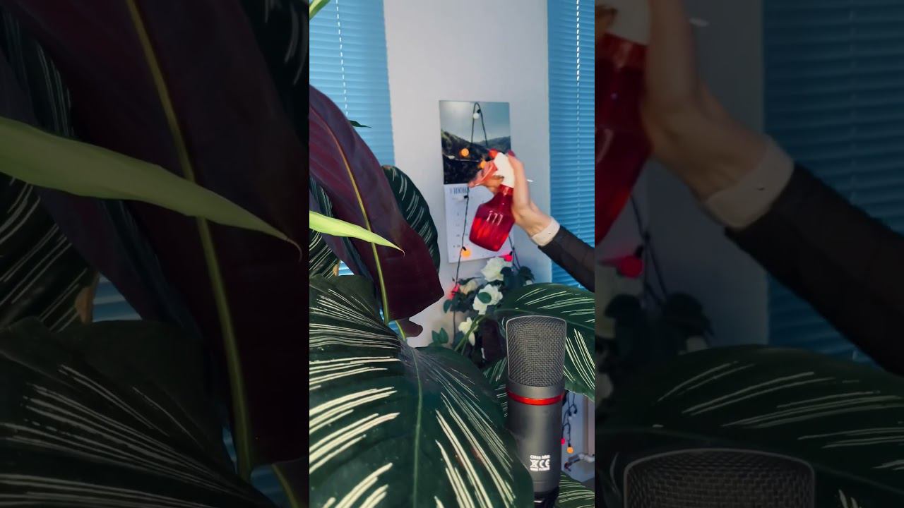 АСМР Приятный дождик ☔️ #asmr #асмр #релакс #шёпот #триггеры #растения смотреть онлайн