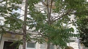 Дерево Богов - Айлант Высочайший или Китайский ясень.