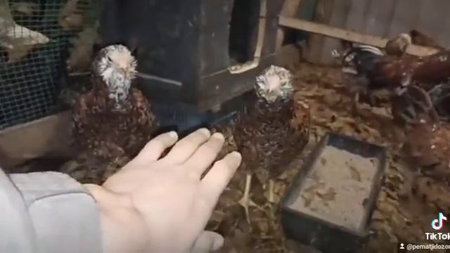 Дерзкая орловская ситцевая. смотреть онлайн