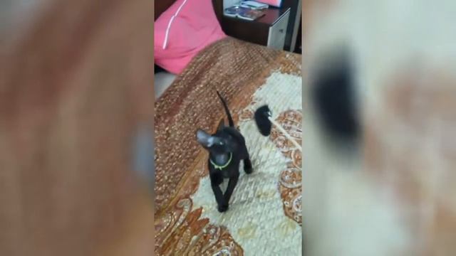 Ориентальные котята Нордвин и Норберт играют смотреть онлайн