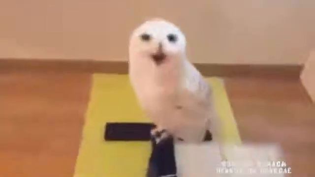 Сова смеётся LOL смотреть онлайн