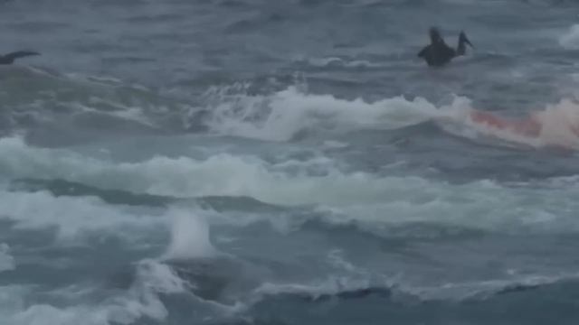 АКУЛА Напала На КОСАТКУ. Вот Что Было Дальше... смотреть онлайн