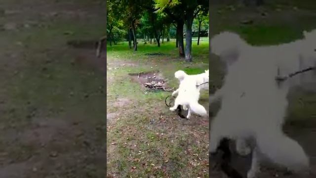 Самоеды одессы Гера и Купидон смотреть онлайн