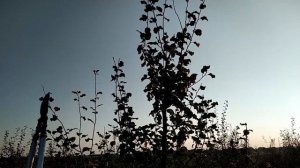 Обрезка сливы. Обрезка сливы осенью. Обрезка косточковых осенью.