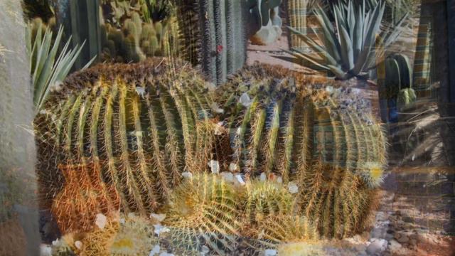MAJORELLE смотреть онлайн