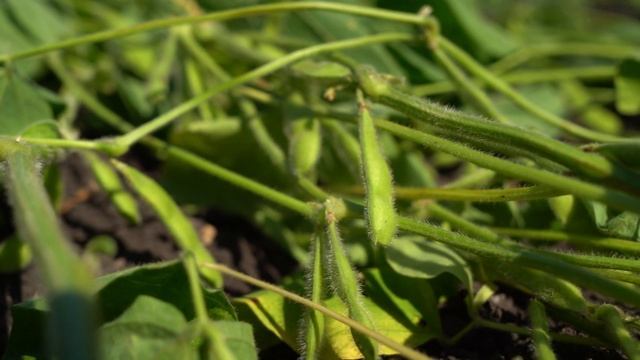 Считаем урожайность сои смотреть онлайн