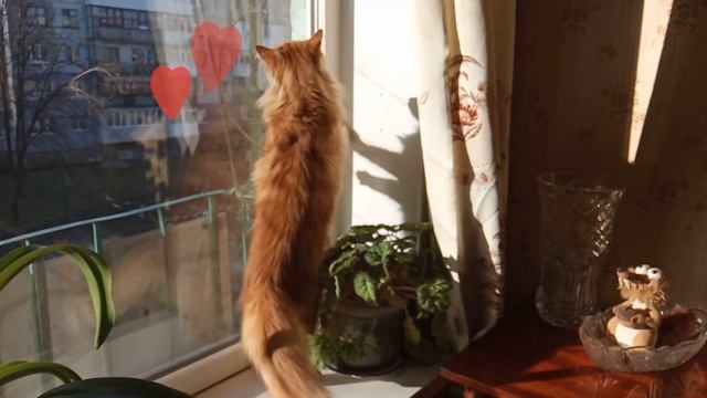 Смешная реакция кота на голубя! смотреть онлайн