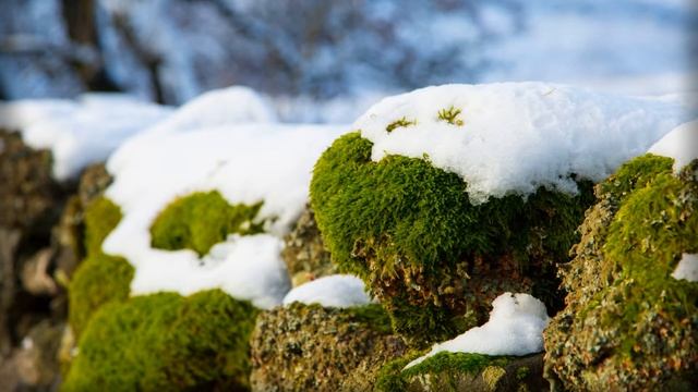 Мхи: общая характеристика смотреть онлайн