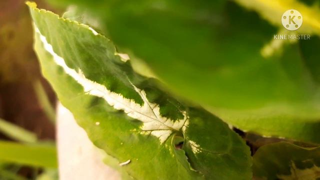 Keladi Mini Hijau ( Syngonium Wendlandi ) смотреть онлайн