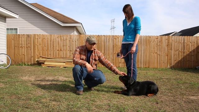 How To Stop A Dog's Fear Of Strangers | Training A Fearful Dog смотреть онлайн