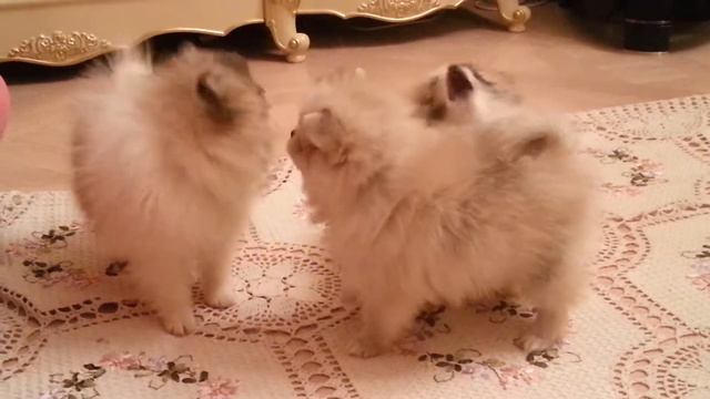 Щенки шпицев смотреть онлайн