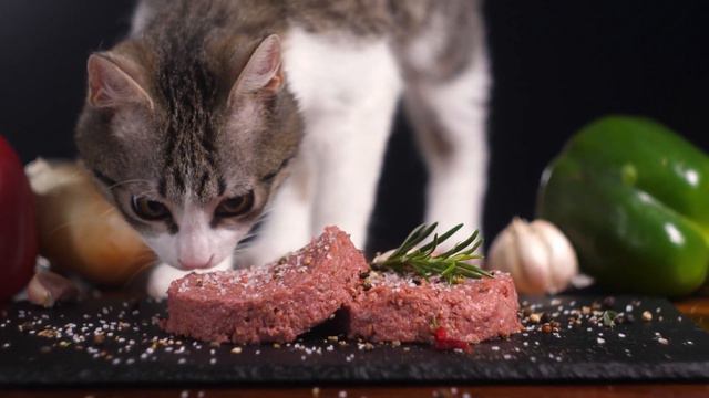 Can My CAT EAT EGGS? 🐱🥚 What About RAW EGGS? смотреть онлайн