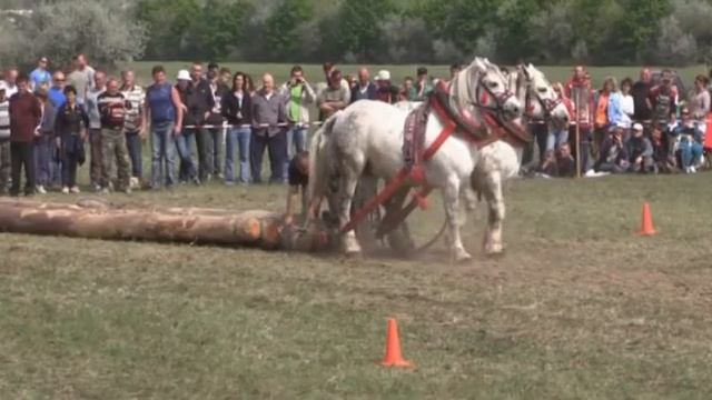Лошади. Соревнования. Тяжеловесы кони на тяге смотреть онлайн